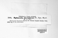 Anthostoma decipiens image